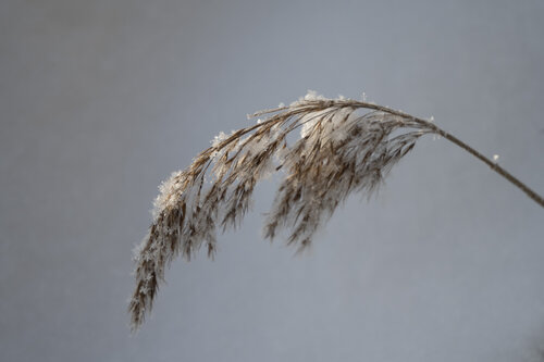 le dessin de la neige 1 von Bogdan Lambert, Fotografie kaufen auf Singulart