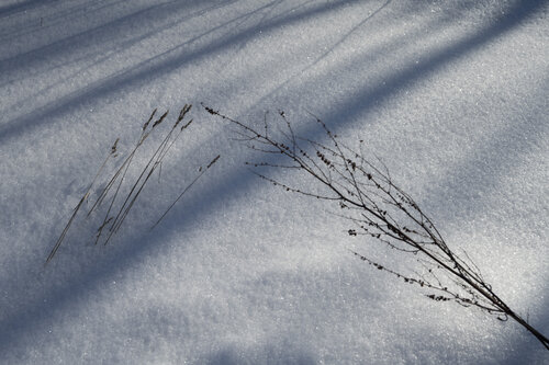 sur la neige von Bogdan Lambert, Fotografie kaufen auf Singulart