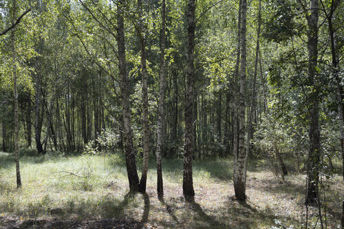 le sous-bois d'arbres van Bogdan Lambert, Fotografie te koop op Singulart
