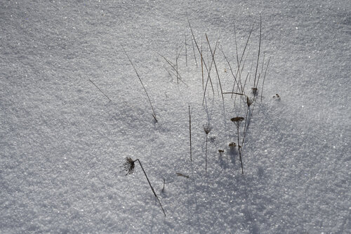 vegetation d'hiver von Bogdan Lambert, Fotografie kaufen auf Singulart