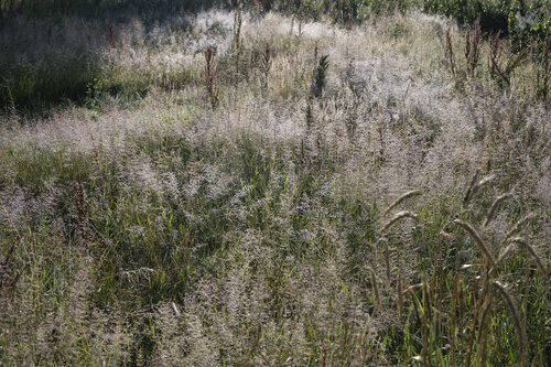 vegetation d'ete Bogdan Lambert
