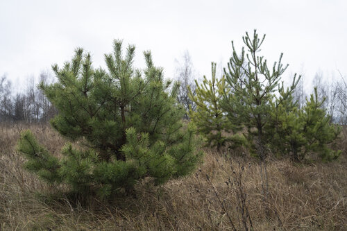 trees and grass di Bogdan Lambert, Fotografia in vendita su Singulart