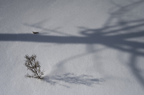 pres de l'arbre di Bogdan Lambert, Fotografia in vendita su Singulart