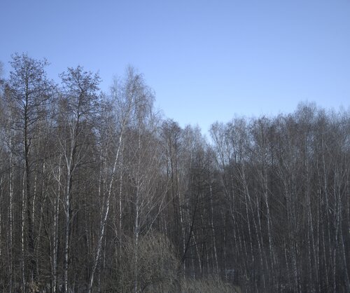 bare trees 2 di Bogdan Lambert, Fotografia in vendita su Singulart