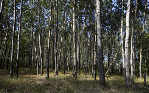 le bosquet de Bogdan Lambert, Fotografía a la venta en Singulart