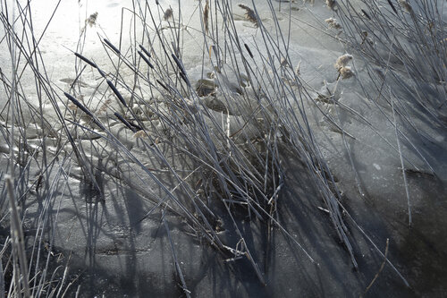 l'etang du printemps by Bogdan Lambert, Photography for Sale on Singulart