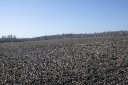 le printemps. l'eveil. di Bogdan Lambert, Fotografia in vendita su Singulart