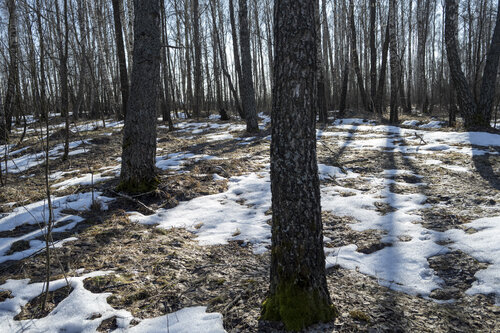springwood di Bogdan Lambert, Fotografia in vendita su Singulart