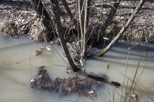 flooded roots di Bogdan Lambert, Fotografia in vendita su Singulart