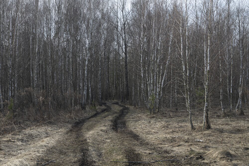 forest road di Bogdan Lambert, Fotografia in vendita su Singulart