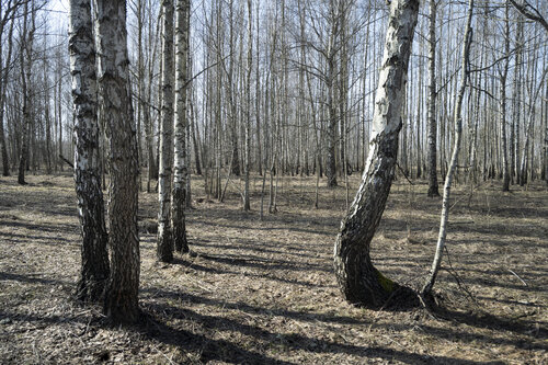 foret de mars di Bogdan Lambert, Fotografia in vendita su Singulart