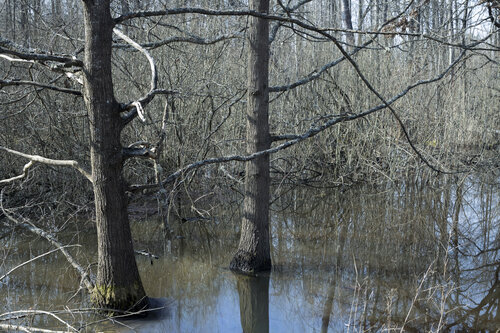 eaux de printemps dans la foret di Bogdan Lambert, Digitale in vendita su Singulart