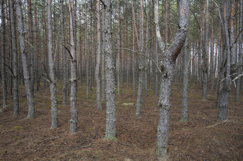 les pines de Bogdan Lambert, Fotografía a la venta en Singulart
