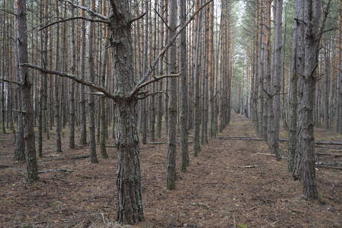 les pines 2 de Bogdan Lambert, Fotografía a la venta en Singulart