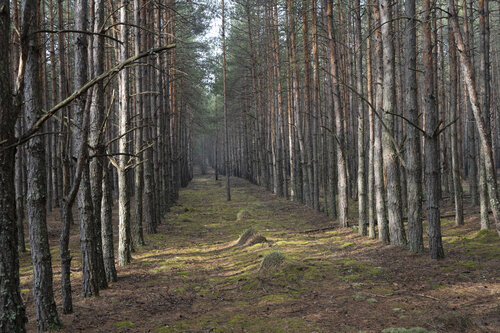 les pines 3 de Bogdan Lambert, Fotografía a la venta en Singulart