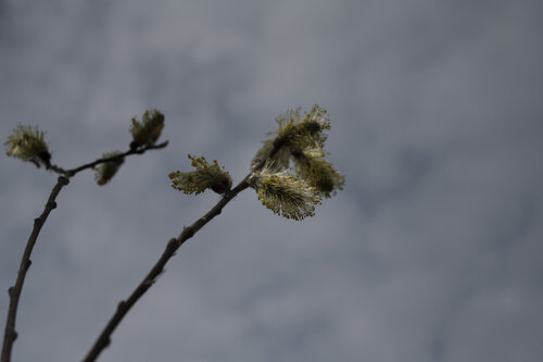 some blooming de Bogdan Lambert, Fotografía a la venta en Singulart