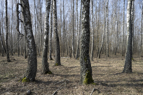 spring birchwood de Bogdan Lambert, Fotografía a la venta en Singulart