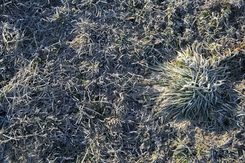 the grass with hoar-frost de Bogdan Lambert, Fotografía a la venta en Singulart