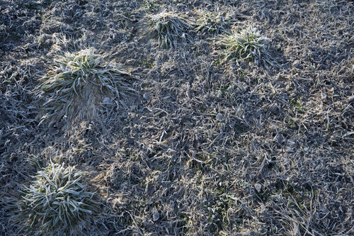 the grass with hoar-frost 2 von Bogdan Lambert, Fotografie kaufen auf Singulart