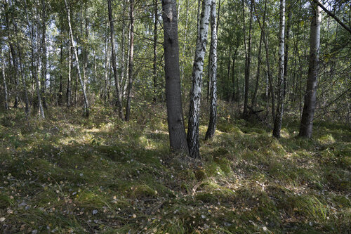 the wood near the river 2 von Bogdan Lambert, Fotografie kaufen auf Singulart