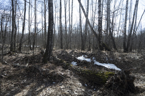 foret de bouleaux by Bogdan Lambert, 사진 for Sale on Singulart