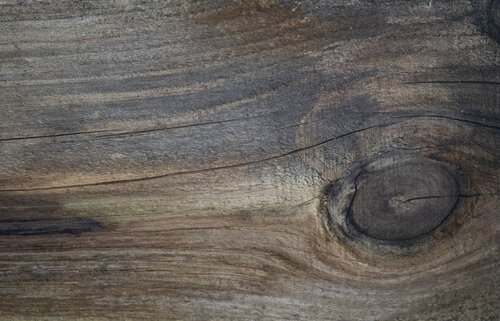 pine picture 3 by Bogdan Lambert, Photography for Sale on Singulart