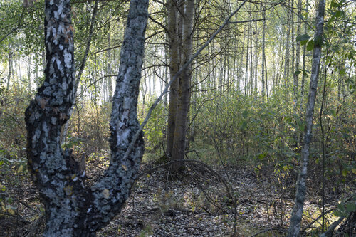 la clairiere petite by Bogdan Lambert, Photography for Sale on Singulart