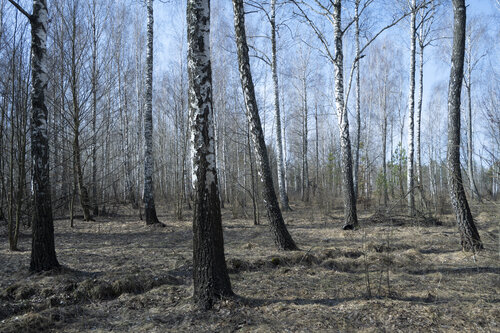 the beginning of spring. birches. by Bogdan Lambert, Photography for Sale on Singulart