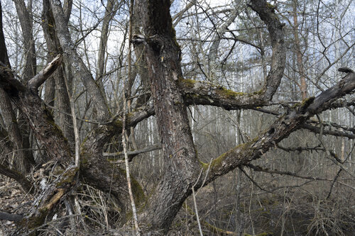 the old bent tree by Bogdan Lambert, Photography for Sale on Singulart