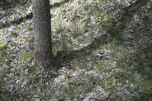 l'arbre von Bogdan Lambert, Fotografie kaufen auf Singulart