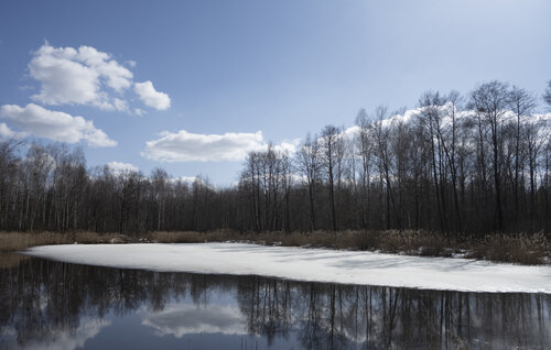 le petite lac  dans la foret by Bogdan Lambert, Photography for Sale on Singulart