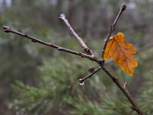 leaf from another year di Bogdan Lambert, Fotografia in vendita su Singulart