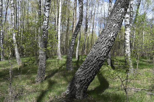 les bouleaux dans la foret de printemps di Bogdan Lambert, Fotografia in vendita su Singulart