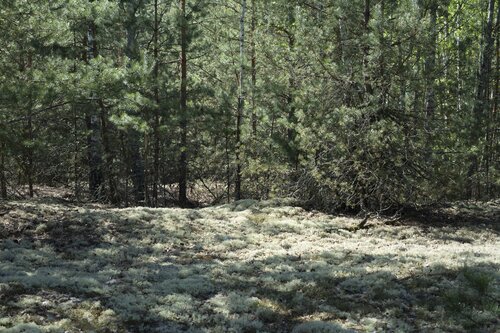 pres de pines von Bogdan Lambert, Fotografie kaufen auf Singulart