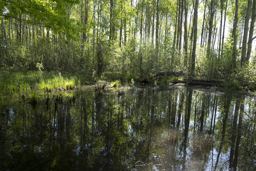 dans la foret von Bogdan Lambert, Fotografie kaufen auf Singulart
