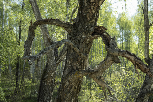 la branche 2 par Bogdan Lambert, Photographie en vente sur Singulart