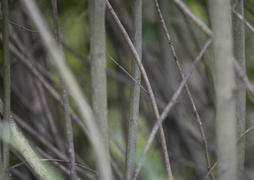 les verges par Bogdan Lambert, Photographie en vente sur Singulart
