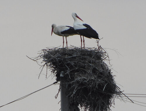 nestling birds by Bogdan Lambert, 写真 for Sale on Singulart