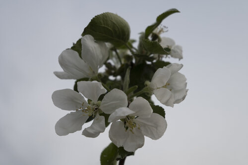 flowers of a tree by Bogdan Lambert, Photography for Sale on Singulart