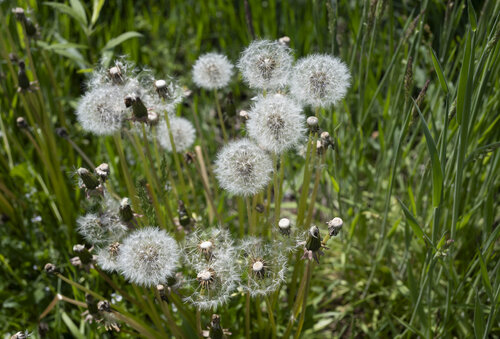 dandelions by Bogdan Lambert, 写真 for Sale on Singulart