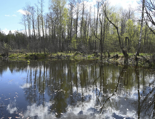le petite lac dans la foret 2 van Bogdan Lambert, Fotografie te koop op Singulart