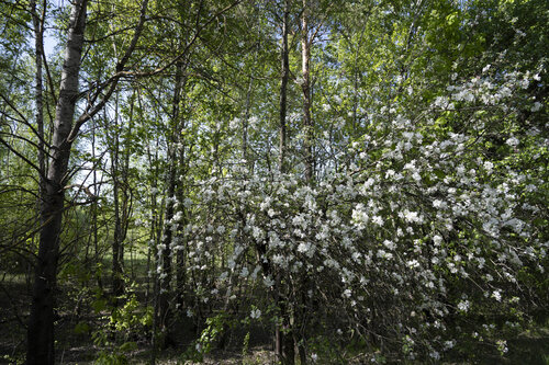 le printemps dans la foret van Bogdan Lambert, Fotografie te koop op Singulart
