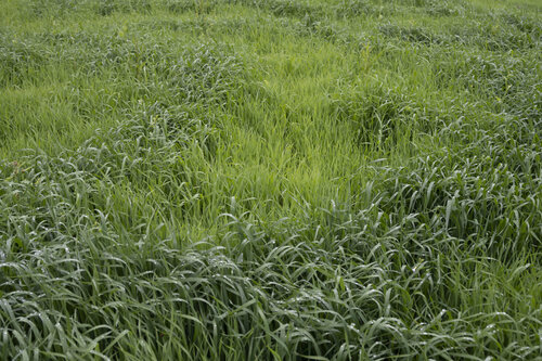 the green grass of summer by Bogdan Lambert, Photography for Sale on Singulart
