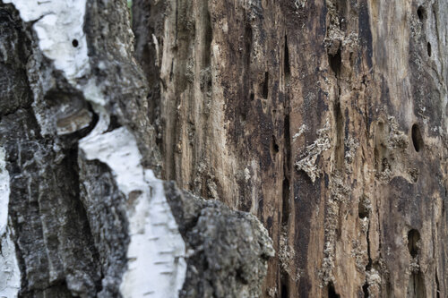 bouleau dépouillé by Bogdan Lambert, 写真 for Sale on Singulart
