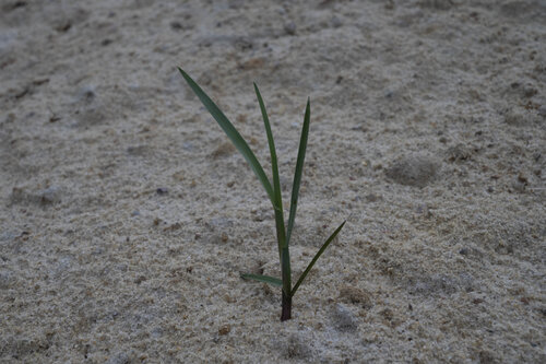 out of sand von Bogdan Lambert, Fotografie kaufen auf Singulart