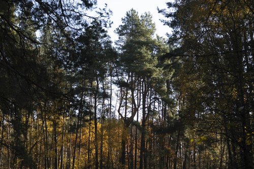 le bois by Bogdan Lambert, 写真 for Sale on Singulart
