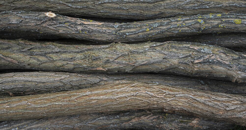 the timber by Bogdan Lambert, Photography for Sale on Singulart