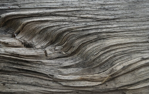 birch picture by Bogdan Lambert, Photography for Sale on Singulart
