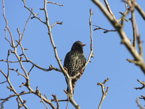 l'oiseau by Lambert Bogodan, Photography for Sale on Singulart