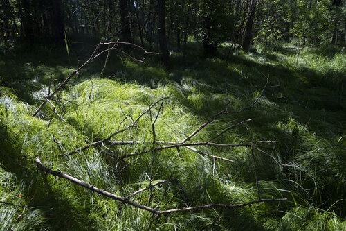 l'ete dans la foret by Lambert Bogodan, 写真 for Sale on Singulart